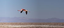 Flamingo, Salar da Atacama 