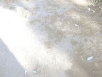 帰る場所　　砂と写真のアルバム　2017                       アルバムA4（210×297mm)　　写真(インクジェット)139×91ｍｍ   　ボール紙50×80ｍｍ　砂　ポリ袋  　　個人蔵　 Where I Belong  2017　　　 album A4(210×297mm)　photo（ink-jet）139×91ｍｍ  Cardboard(50×80ｍｍ)　 sand  plastic bag 　　private collection　