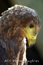 Aigle bateleur