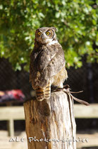 Hibou Grand-Duc de Virginie