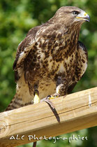 Buse Variable
