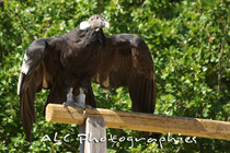Condor des Andes femelle