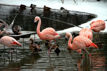 Zoo - Flamingos