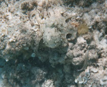 Octopuss, Menorca 2003