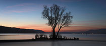 Baum am Klausenhorn in der Abenddämmerung 210923-164P