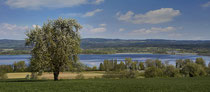 Höri, blühender Obstbaum mit Blick auf die Halbinsel 170410-260 