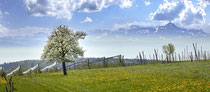 Friedrichshafen, Ausblick über blühende Obstbäume auf den Säntis 180419 