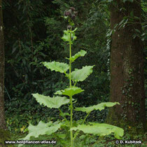 Himalayascharte (Saussurea costus), Wuchsform