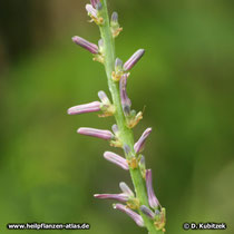 Anemarrhena asphodeloides