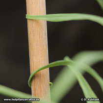 Zhekiang-Fritillaria (Fritillaria thunbergii)