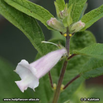 Sesam (Sesamum indicum)