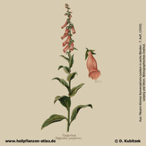 Roter Fingerhut, Digitalis purpurea; Historisches Bild