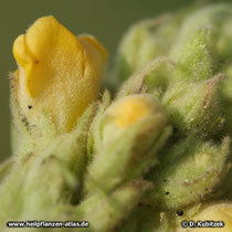 Kleinblütige Königskerze (Verbascum thapsus), Blütenknospen