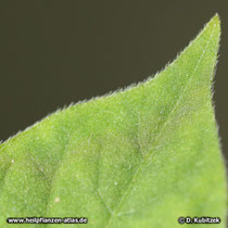 Achyranthes (Achyranthes bidentata), Blatt