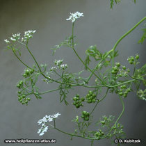 Koriander (Coriandrum sativum), Wuchsform