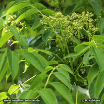 Amur-Korkbaum (Phellodendron amurense) blühender Zweig