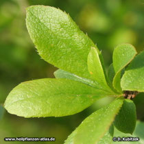 Gewöhnliche Berberitze (Berberis vulgaris), Blätter