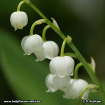 Maiglöckchen (Convallaria majalis), Blüten