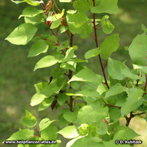 Aprikose (Prunus armeniaca), junge Zweige