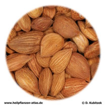 Bittere Aprikosensamen (Armeniacae semen amarum). TCM-Nae: Kuxingren.