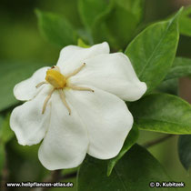Gardenie (Gardenia jasminoides), Blüte.