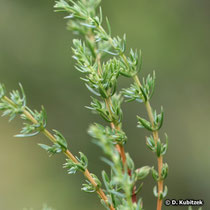 Gewöhnlicher Wacholder (Juniperus communis), junge Triebe