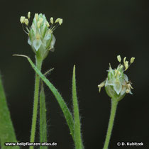 Indischer Flohsamen (Plantago ovata)