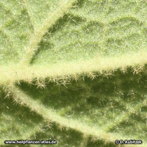 Windblumen-Königskerze (Verbascum phlomoides), Blatt Unterseite mit Wollhaaren