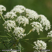 Anis (Pimpinella anisum), Blütenstand