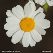 Mutterkraut (Tanacetum parthenium), Blütenkopf (Blütenkorb)