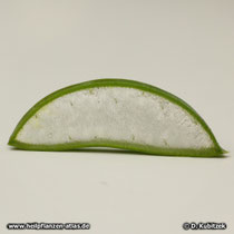 Aloe vera (Aloe barbadensis), Blatt Querschnitt