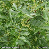 Zanthoxylum bungeanum, Früchte und Blätter