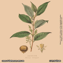 Benzoe-Storaxbaum (Styrax benzoin) in einer historischen Grafik