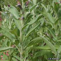 Echter Salbei (Salvia officinalis), Wuchsform