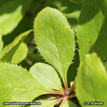Begrannte Berberitze (Berberis aristata)
