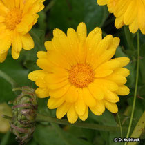 Ringelblume (Garten-Ringelblume, Calendula officinalis)