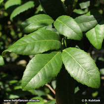 Mate-Strauch (Ilex paraguariensis), Blätter