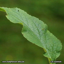 Roter Fingerhut (Digitalis purpurea), Blatt