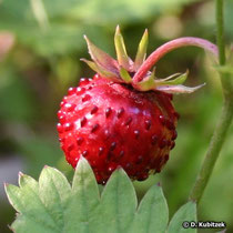 Erdbeere (Wald-Erdbeere, Fragaria vesca)