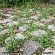 Weg-Rauke (Sisymbrium officinale), Standort zwischen Pflastersteinen