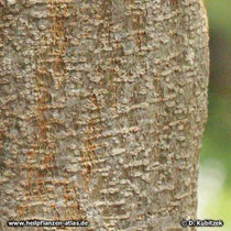 Seyal-Gummi-Akazie (Acacia seyal), Borke