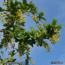 Gewöhnliche Berberitze (Berberis vulgaris), Blühender Zweig