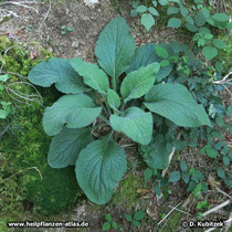 Roter Fingerhut (Digitalis purpurea), grundständige Rosette im ersten Jahr