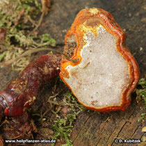 Glänzender Lackporling (Ganoderma lucidum), Hut Unterseite