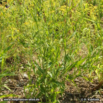 Chinesisches Hasenohr (Bupleurum chinense)