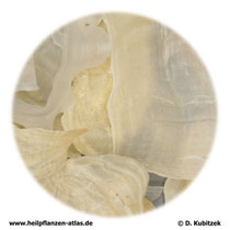 Tragant (Tragacantha)