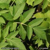 Echte Engelwurz (Angelica archangelica), Blatt