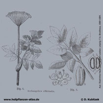 Echte Engelwurz, Angelica archangelica, Historisches Bild