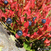 Heidelbeere (Vaccinium myrtillus)