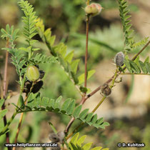 Tragant (Astragalus gummifer)